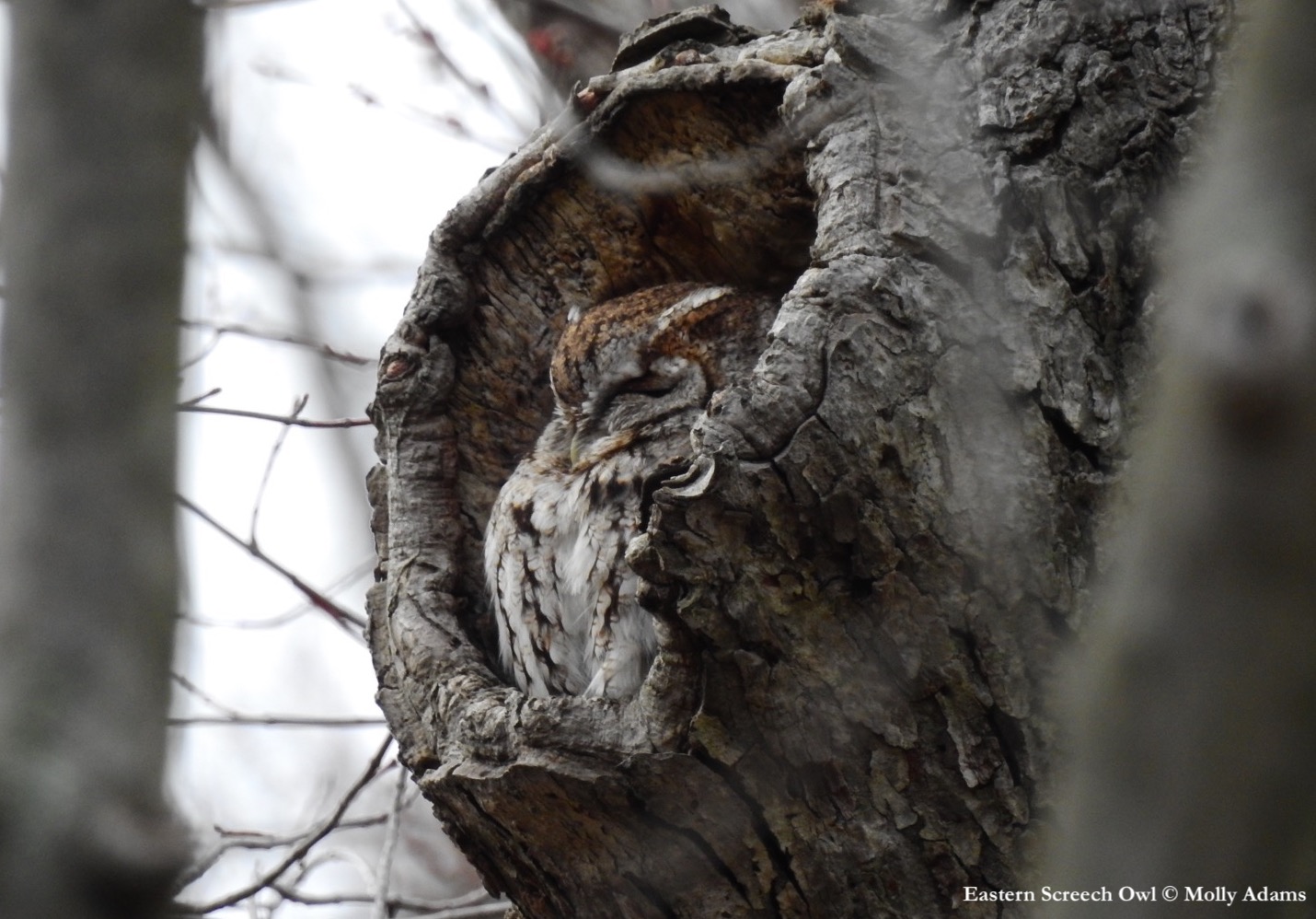 Photograph of an Eastern Screech Owl with its eyes closed in nest cavity 