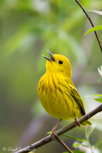 Yellow Warbler © Lloyd Spitalnik